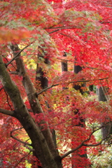 崇禅寺・紅葉の頃♪8