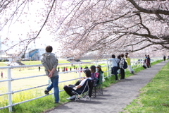 秋山川堤の桜♪４