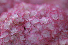 紫陽花の夢♪３