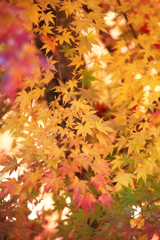 紅葉の頃・富弘美術館♪8