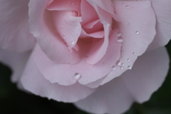 薔薇の微笑み♪20