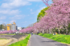 思川桜♪2