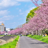 思川桜♪2