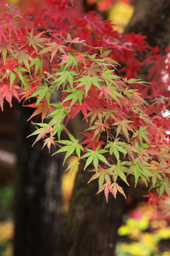 崇禅寺・紅葉の頃♪2