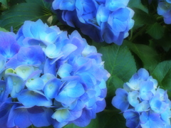 太平山の紫陽花♪12