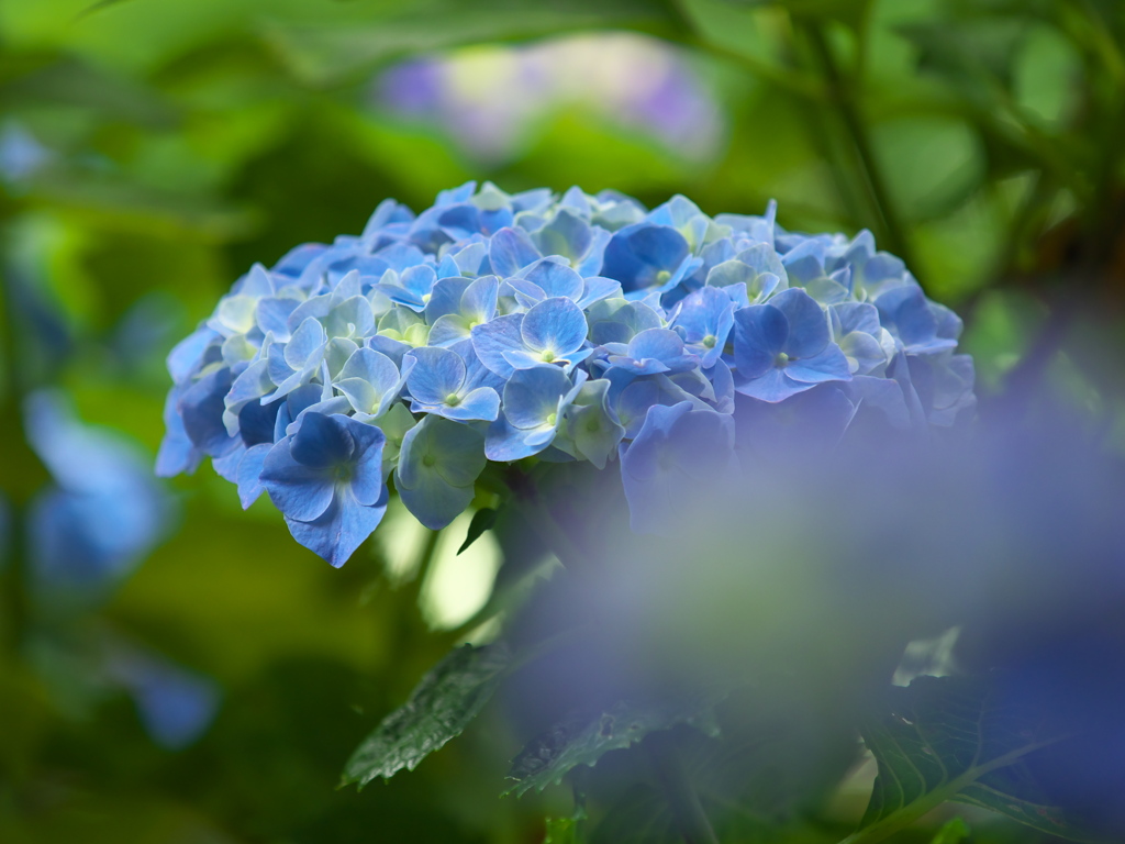 紫陽花の頃♪2