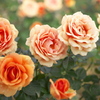秋の薔薇♪12