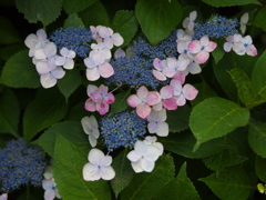 礒山神社のアジサイ♪9