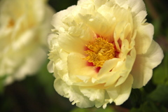 牡丹室内庭園♪5