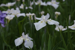 花菖蒲♪1