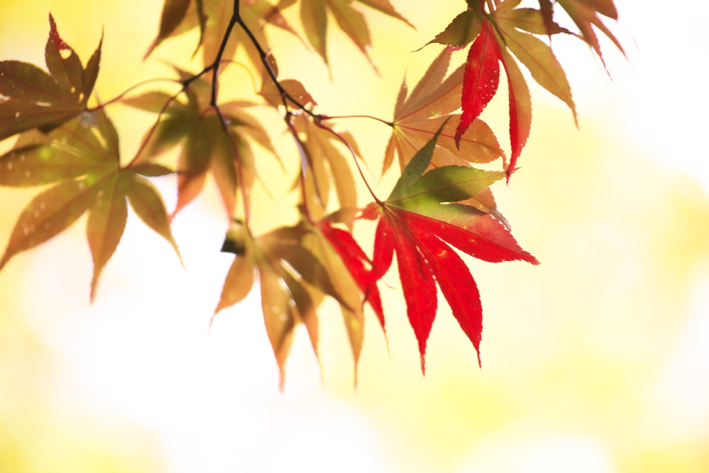 紅葉・古峰神社♪3