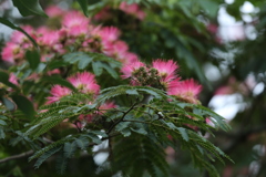 眠そうなねむの花♪