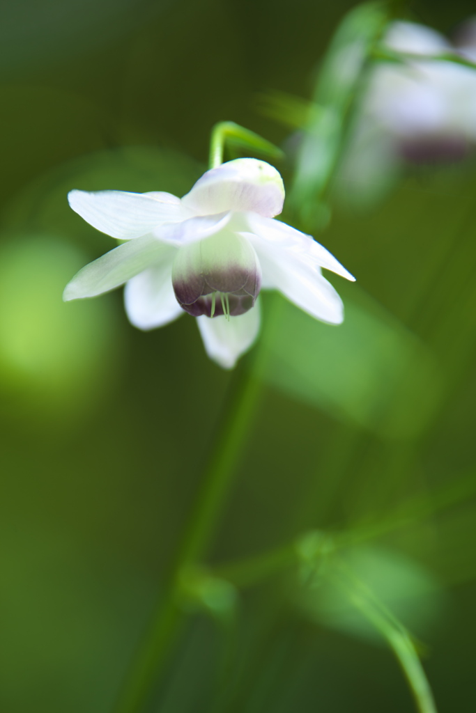 赤城自然園の夏Ⅱ♪4