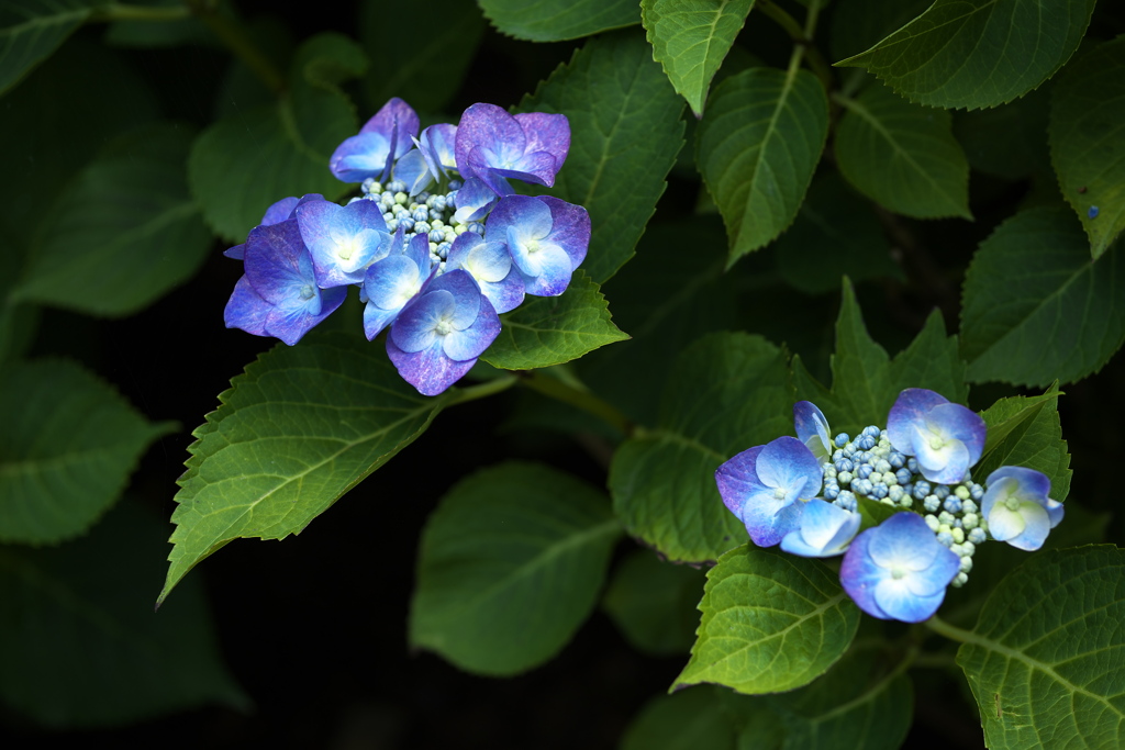 紫陽花の頃♪11