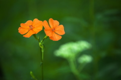 自然園の夏Ⅱ♪10