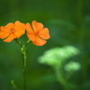 自然園の夏Ⅱ♪10