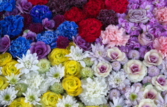 花色2022♪31