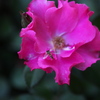 薔薇香る頃♪1
