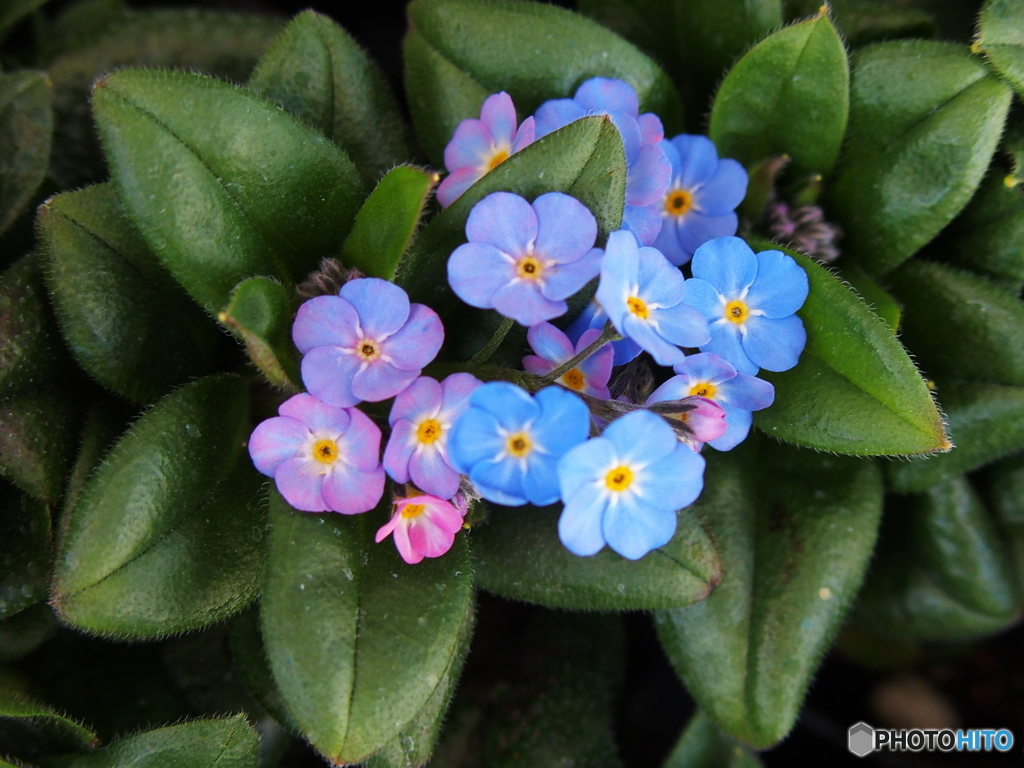 花木センターにて♪3