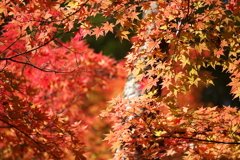 紅葉・古峰神社♪4