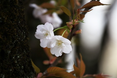 城山公園の春♪1