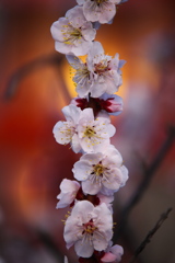 神社の梅Ⅱ♪4