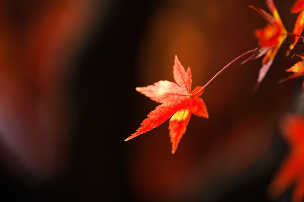 紅葉最終章♪11