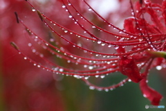 雨の中の彼岸花Ⅱ