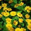 花センターの秋♪4