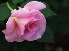薔薇香る頃♪６