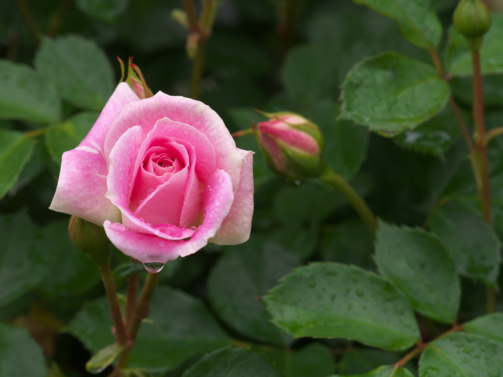 雨の日の薔薇♪2