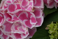 紫陽花色♪1