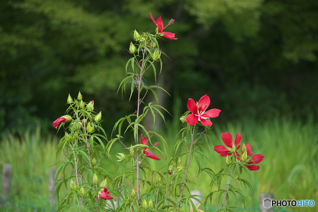 花之江の郷★夏♪２