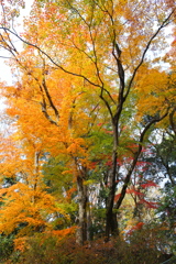 晩秋の唐沢山♪７