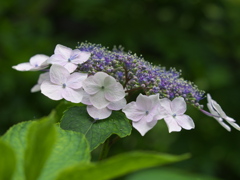 紫陽花の頃♪15