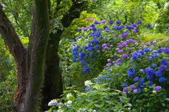 太平山の紫陽花♪17