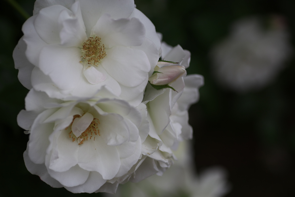 初夏のフラワーパーク♪13