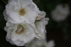 初夏のフラワーパーク♪13