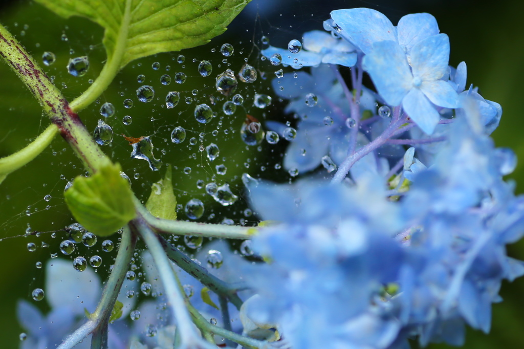 雨の日の紫陽花♪3