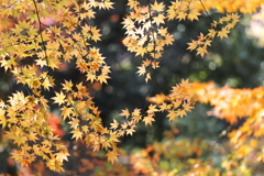 晩秋の唐沢山♪１