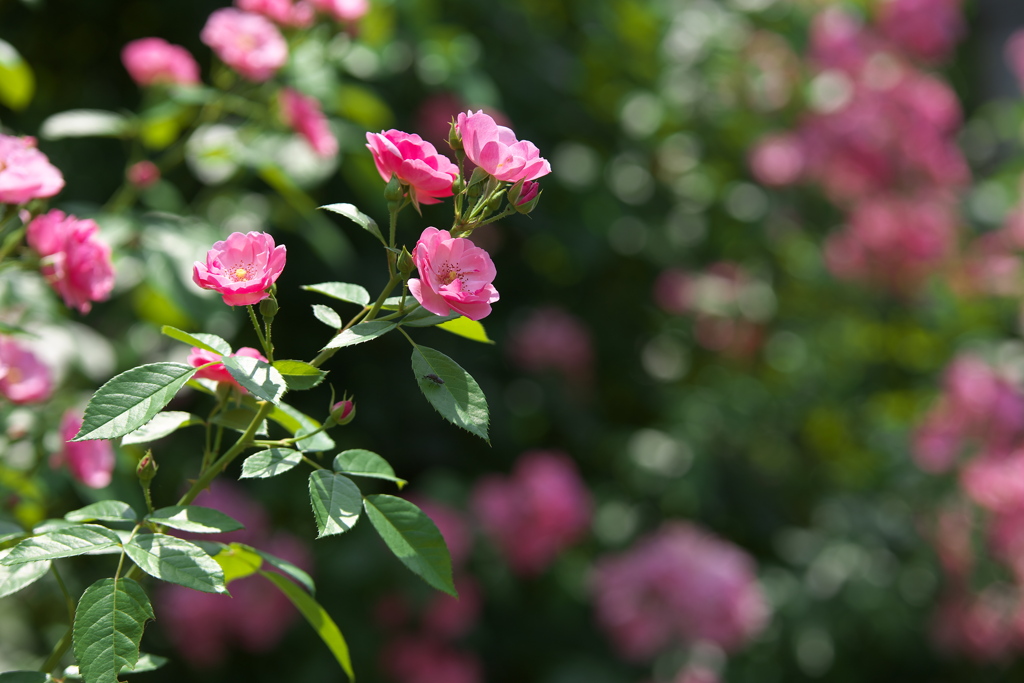 真夏の薔薇♪2