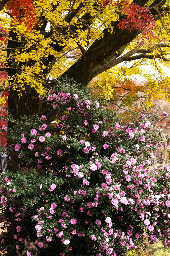 紅葉の頃・太平山♪2
