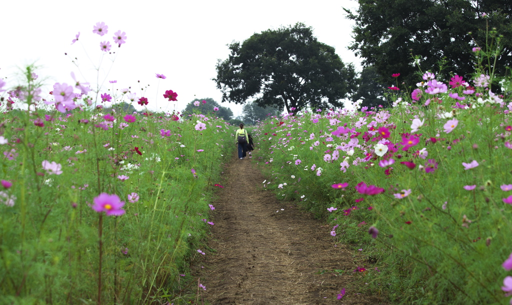 優しく咲いて♪6