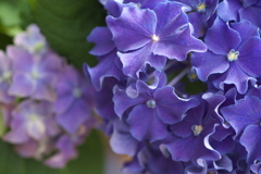 紫陽花の夢♪４
