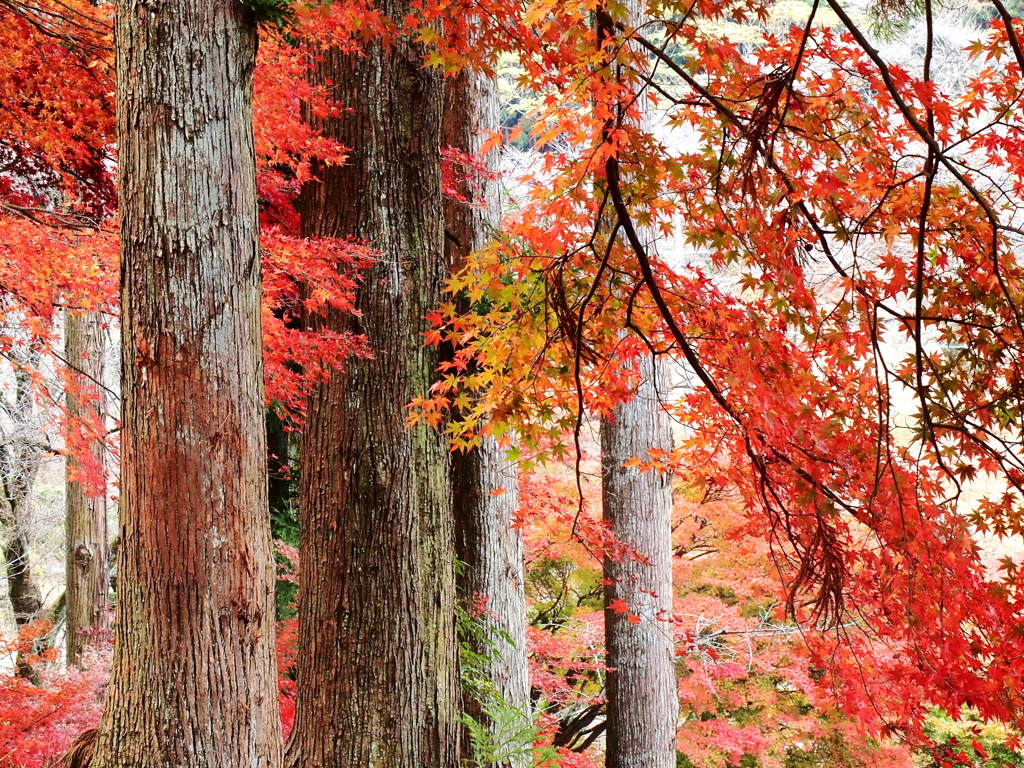 紅葉・金蔵院♪5