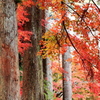 紅葉・金蔵院♪5