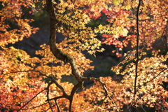 紅葉・蓬莱山♪5