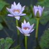 熱帯睡蓮♪１