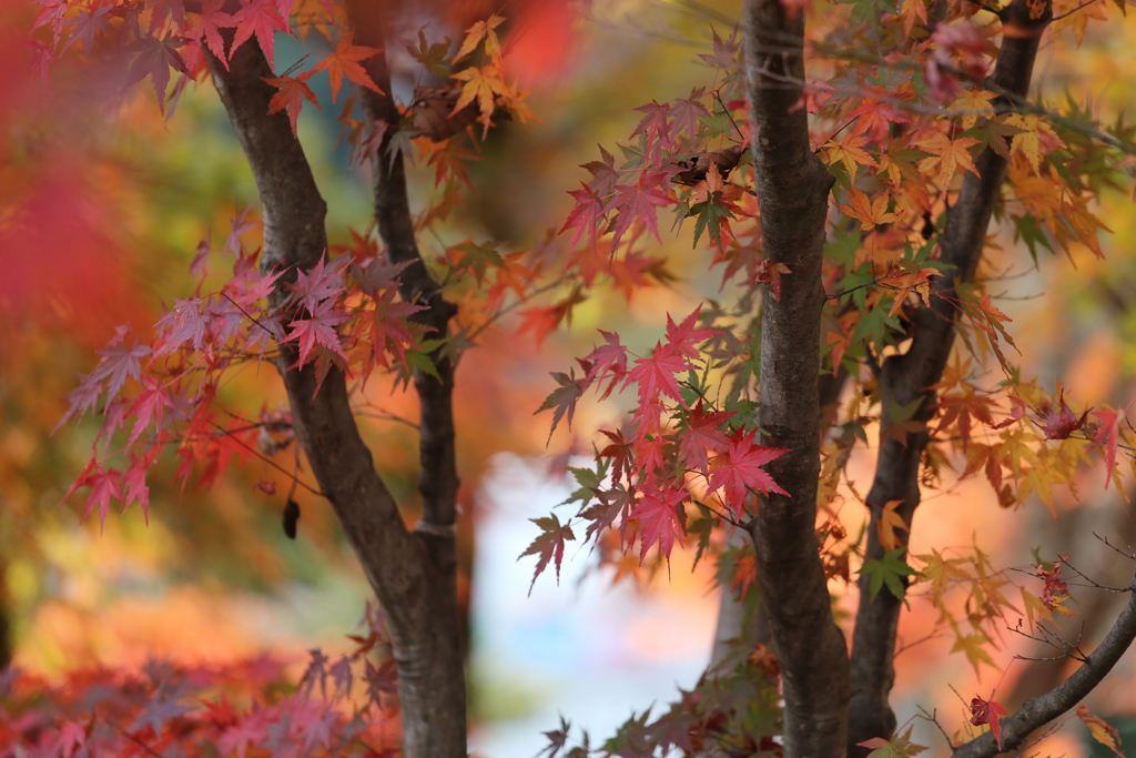 さよなら秋♪１