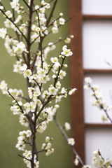 冬の華♪2
